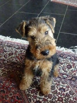 Welsh Terrier Puppy Photo