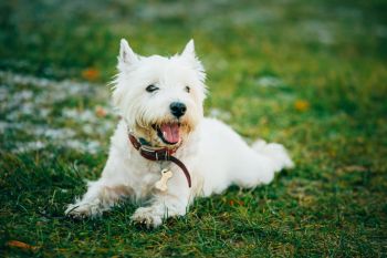 West Highland White Terrier Puppy Photo