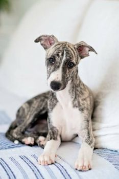 Whippet Puppy Photo
