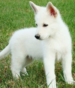 White Shepherd Puppy Photo