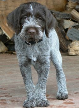 Wirehaired Pointing Griffon Puppy Photo