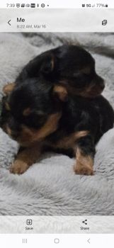 Yorkshire Terrier Puppies for sale in Birmingham, AL, USA. price: $110,015