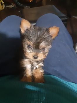 Yorkshire Terrier Puppies for sale in Rock Hill, South Carolina. price: $1,000