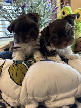 Yorkshire Terrier Puppies for sale in Silverton, Oregon. price: NA