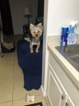 Yorkshire Terrier Puppies for sale in Valrico, FL, USA. price: $500